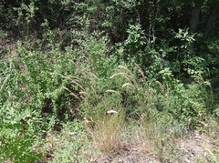 Melica transsilvanica