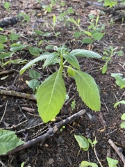 Impatiens glandulifera