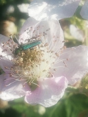 Oedemera nobilis