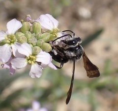 Andrena agilissima
