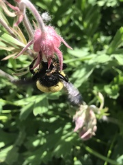 Bombus fervidus