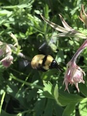 Bombus fervidus