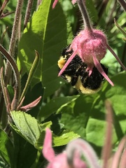 Bombus fervidus