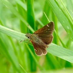 Piruna pirus