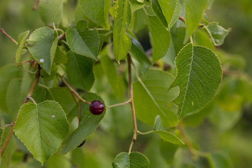 St Lucie Cherry from Dudelange, Luxembourg on June 25, 2018 at 04:39 PM ...