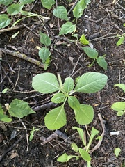 Impatiens glandulifera