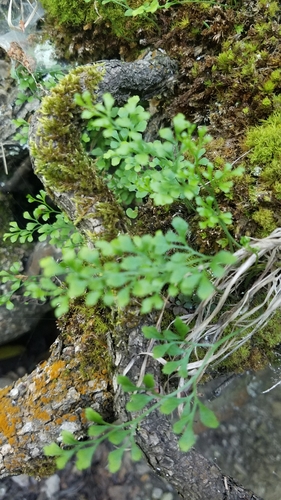 Zidna slezenica (Asplenium ruta-muraria)
