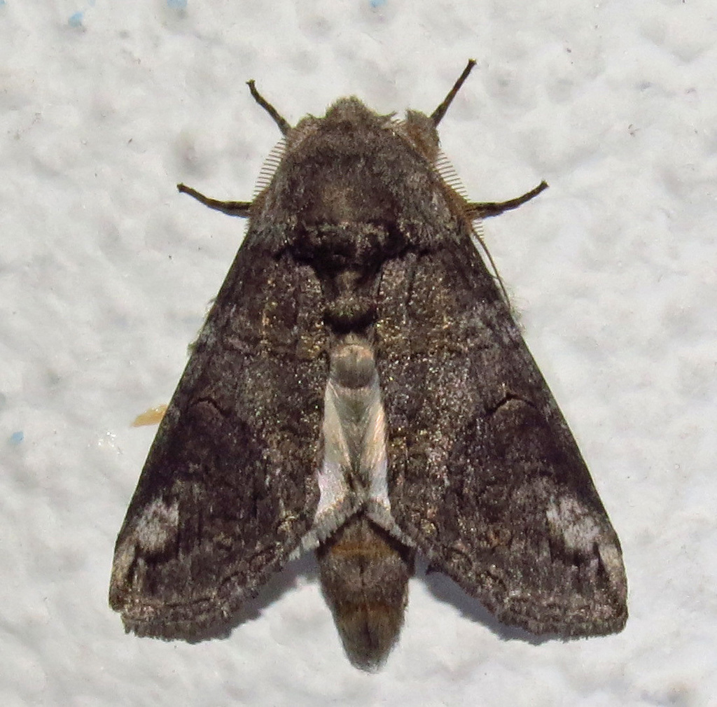 Heterocampa secessionis