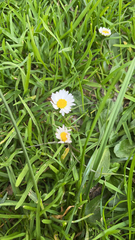 Bellis perennis