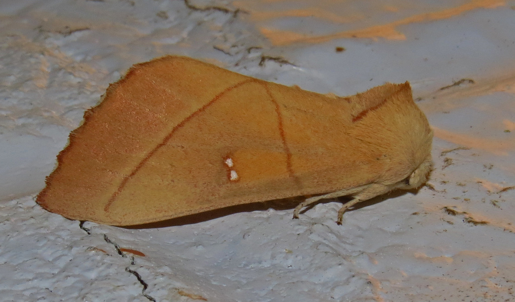 Nadata anastomosa