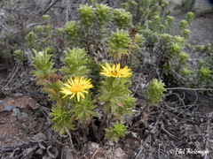 Haplopappus foliosus