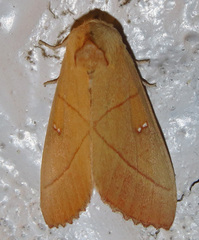 Nadata