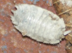 Oniscus asellus