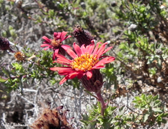 Haplopappus foliosus