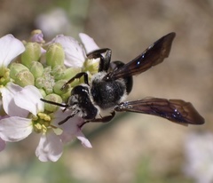 Andrena agilissima