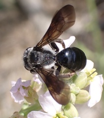 Andrena agilissima