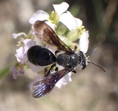 Andrena agilissima