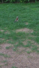 Turdus pilaris