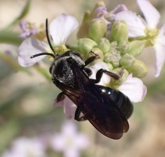Andrena agilissima