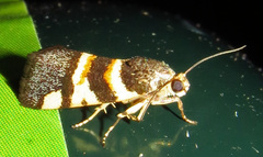Spragueia funeralis
