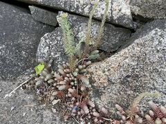 Petrosedum orientale