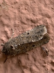 Lepidoptera