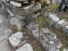Petrosedum orientale