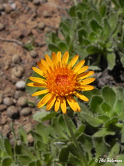 Haplopappus macrocephalus