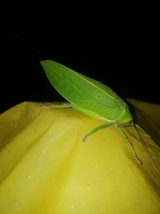 Pseudophyllus neriifolius