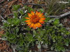 Haplopappus macrocephalus