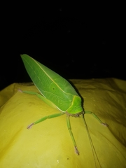 Pseudophyllus neriifolius