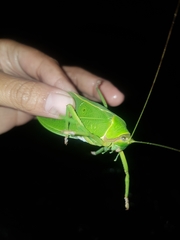 Pseudophyllus neriifolius