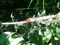 Neurothemis ramburii