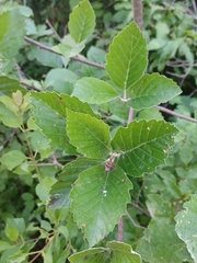 Karpatiosorbus