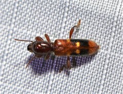 Priocera castanea