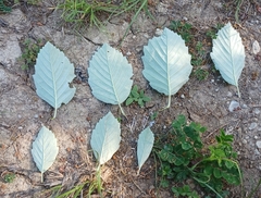 Karpatiosorbus
