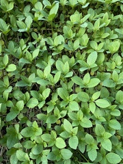 Impatiens glandulifera