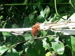 Neurothemis ramburii