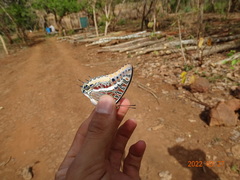 Charaxes epijasius
