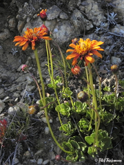 Haplopappus nahuelbutae