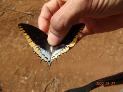 Charaxes epijasius