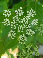 Aegopodium podagraria