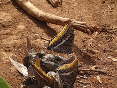 Charaxes epijasius