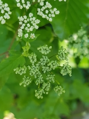 Aegopodium podagraria