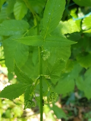 Aegopodium podagraria