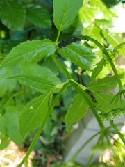 Aegopodium podagraria