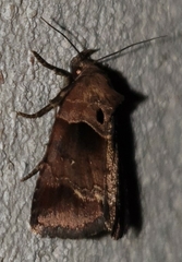 Cretonia forficula