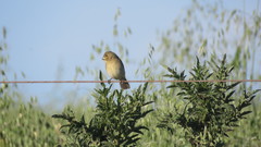 Sporophila caerulescens