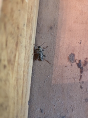 Xylotrechus convergens