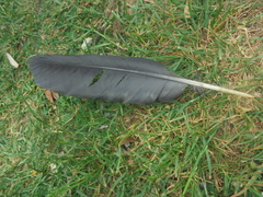 Pyrrhocorax pyrrhocorax